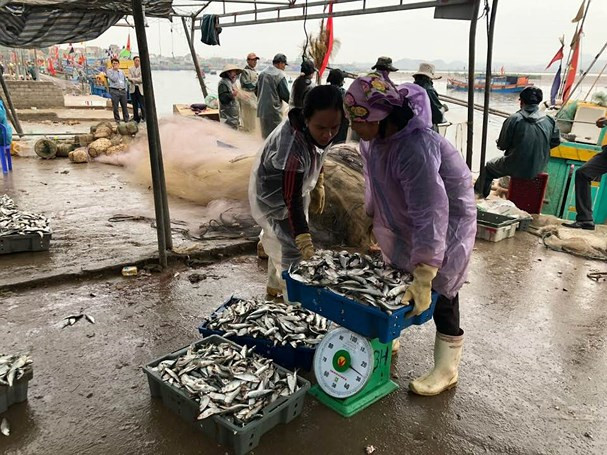 Ngư trường có cá trích cách bờ khoảng 10 hải lý. Mỗi chuyến ra khơi một thuyền chỉ cần 4 đến 5 lao động nhưng có thể đánh được 3 - 4 tấn cá. Ảnh: Baonghean.
