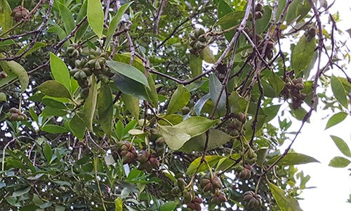 Từ bao đời nay, người dân Văn Quan đều sống dựa vào cây hồi. Ảnh: Dân Việt.