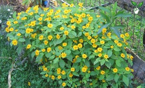 Hoa cúc mặt trời dễ trồng, có sức sống mãnh liệt và ra hoa quanh năm. Bên cạnh trồng trong sân vườn, cũng có thể trồng cúc mặt trời trong một chậu nhỏ vừa phải, tiện để trên bàn làm việc, bàn phòng khách. Ảnh: Sanvuonxanh.