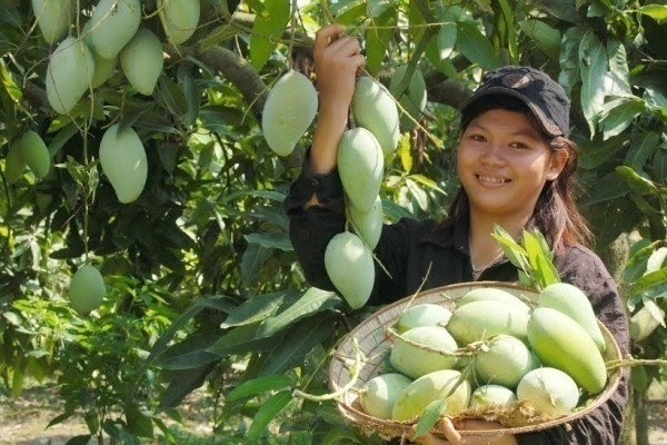 Hộ gia đình trồng nhiều thu về cả tỷ đồng/năm. Ảnh: Thương hiệu và Pháp luật.