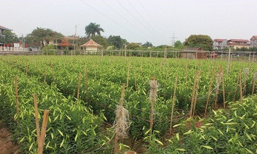Anh Trọng ước tính, vụ hoa loa kèn năm nay nhà gia đình anh thu lãi hơn 100 triệu đồng. Ảnh: Doisongphaply.