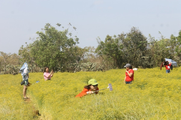 Những ngày gần đây, xã Xuân Hải (huyện Ninh Hải, Ninh Thuận) thu hút nhiều bạn trẻ khắp nơi ghé thăm bởi cánh đồng hoa thì là nở vàng ruộm đẹp mắt. Ảnh: Dân Việt.