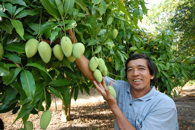 So với cây lúa, xoài ba màu có giá trị kinh tế cao hơn nhiều lần. Mỗi ha xoài 3 màu cho thu hoạch khoảng 20 tấn/năm. Ảnh: Vietgap.