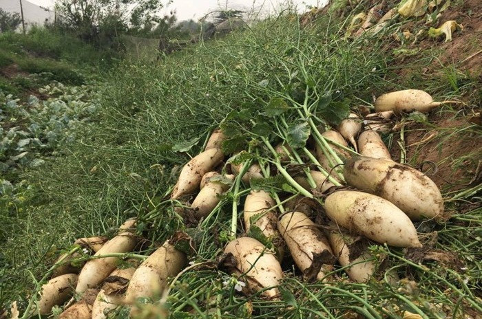 Giá củ cải hiện có giá chỉ 1.000 đồng/kg nhưng người mua rất ít. Do củ cải to, khách hàng cho rằng đây là củ cải Trung Quốc nên không dám mua. Ảnh: VTCnews.