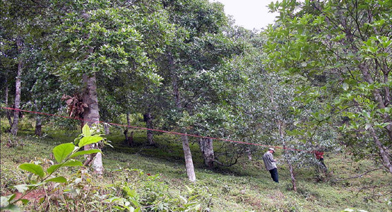 Lạng Sơn là tỉnh có diện tích trồng hoa hồi lớn nhất cả nước với 35.000 ha, phân bố ở hầu hết các huyện, thành phố trong tỉnh. Ảnh: Baolangson.