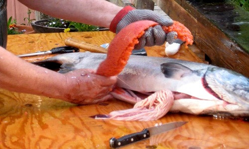 Trứng cá hồi có giá trị cao nhất khi còn nguyên vẹn bởi khi đó trứng cá chắc, ăn giòn. Nếu trứng bị nén hoặc vỡ sẽ giảm giá trị và giá bán sẽ thấp hơn giá thị trường. Nguồn ảnh: Youtube.