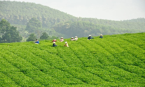 Chuyên tâm với cây chè, người dân Làng Bát, xã Tân Thành (Hàm Yên) đã từng bước đưa hương chè xứ Tuyên chinh phục những thị trường khó tính. Ảnh: Baotuyenquang.