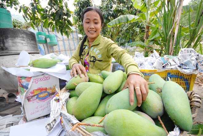 Trước đây, người dân cù lao người dân cù lao Giêng (gồm 3 xã Mỹ Hiệp, Bình Phước Xuân, Tấn Mỹ thuộc huyện Chợ Mới, tỉnh An Giang) chủ yếu sống bằng cây lúa. Ảnh: Zing.