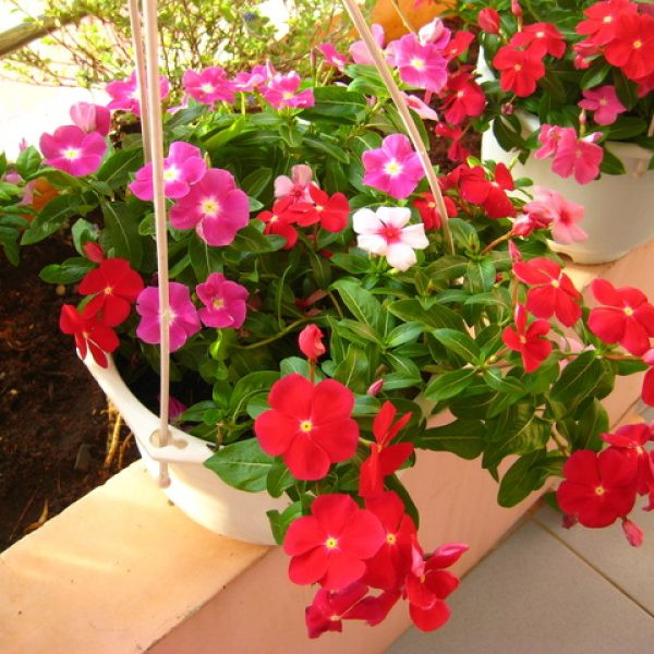 Nhờ màu sắc sặc sỡ, nhiều màu như tím, hồng, trắng, đỏ...dừa cạn trở thành một trong những loài hoa đẹp thích hợp trồng trong sân vườn nhà phố, đặc biệt là ban công. Ảnh: Sanvuonthongminh.