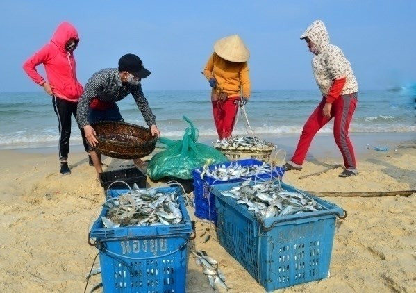 Trên những chiếc thuyền của ngư dân Quảng Trị trở về bờ, cá trích đều đầy ắp khoang. Ảnh: Baoquangtri.