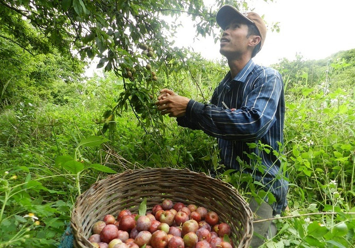 Bắt đầu từ tháng 4, đến cao nguyên Mộc Châu du khách sẽ bắt gặp ngày mùa mận rộn rã khắp nẻo núi rừng. Ảnh: Dulichmocchau.