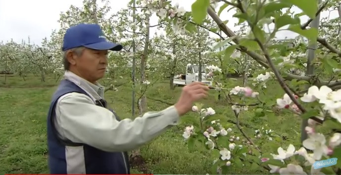 Mùa xuân đến, khi táo bắt đầu nở hoa là thời điểm người trồng bón thêm chất dinh dưỡng cho cây. Người trồng sẽ loại bỏ bớt các chùm hoa trên cành một cách cẩn thận để không làm ảnh hưởng đến bông còn lại.