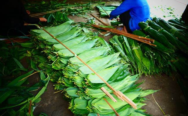 Những chiếc lá tre Bát Độ được làm sạch bằng phương pháp tự nhiên, không dùng hóa chất nên được xuất khẩu ra nước ngoài để làm vật liệu gói bánh, gói thực phẩm...Ảnh: Dân Việt