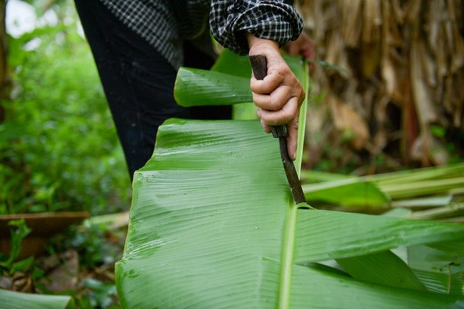 Tuy nhiên, lá chuối bán trên thị trường không phải là chuối tiêu hay chuối tây mà là chuối hột. Ảnh: Dân Việt