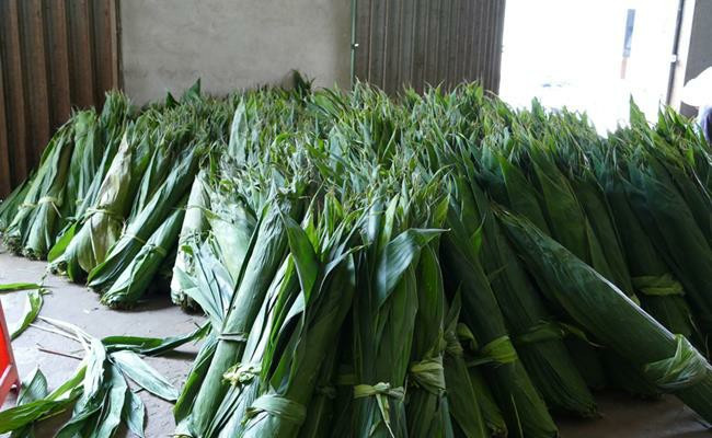Giá thu mua lá tre khô là 40 nghìn đồng/kg, lá tre tươi là 10 -11 nghìn đồng/kg. Ảnh: Dân Việt
