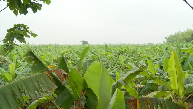 Theo Dân Việt, bà Thân (Trung Châu, Đan Phượng) là người chuyên cung cấp lá chuối cho các cửa hàng lám bánh, giò chả. Mỗi ngày thu được 2 tạ lá chuối với giá 10.000 đồng/kg, có thể thu về 2 triệu đồng. Ảnh: Dân Việt