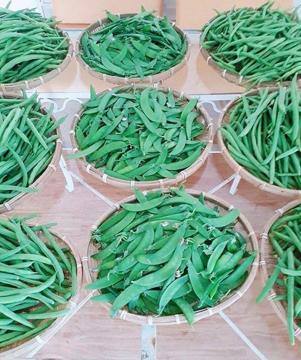 Đậu được Lý Nhã Kỳ và người làm vườn thu hoạch mỗi tuần.