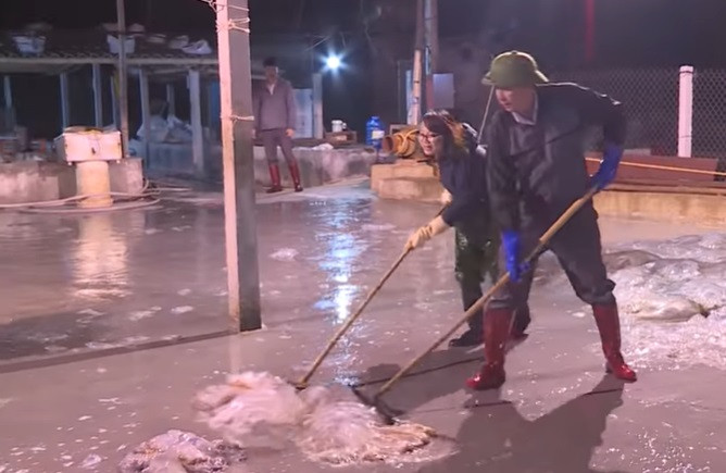 Tháng Giêng âm lịch hàng năm là thời điểm những ngư dân ven biển Hải Hậu, (Nam Định) bước vào chính vụ khai thác sứa. Sứa được ngư dân nơi đây ví von là "lộc của biển". Ảnh: Doanh nghiệp & Tiếp thị.