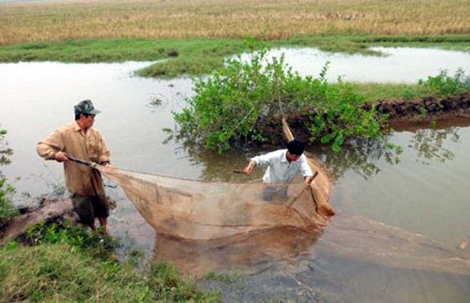 Mùa rươi đến cũng là lúc người dân đổ xô đi hái “lộc trời”. Ảnh: Vietnamnet.