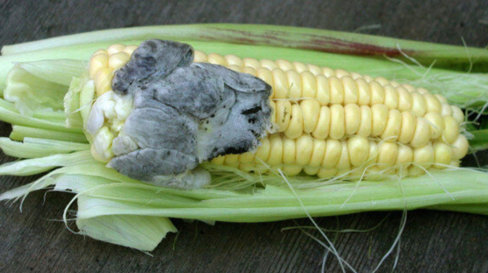 Người Mexico tách từng mảng huitlacoche ra khỏi bắp ngô, sau đó chế biến nhiều món ăn truyền thống hấp dẫn như món khai vị quesadillas, bánh ngô tamales, súp, hoặc taco. Ảnh: Getty Image