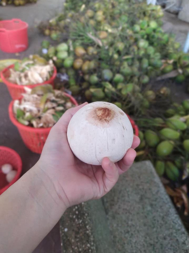 Dừa xiêm tí hon có vị khá lạ, không chỉ thơm mà còn ngọt hơn hẳn các loại dừa khác. Ảnh: Vietnamnet