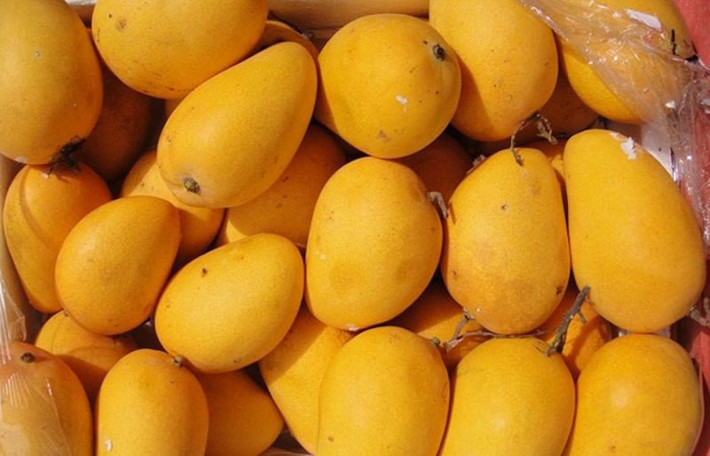 Xoài cũng là loại quả thường xuyên bị ngâm hóa chất. Xoài chín do thuốc kích thích thường chín không đều, quả không có mùi thơm, cuống bị rụng thâm đen. Ảnh: Internet