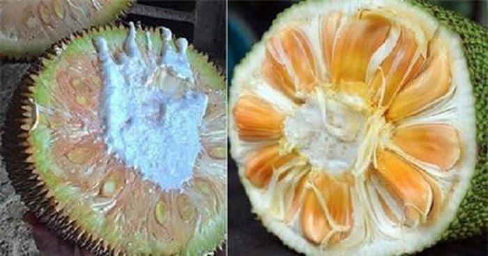 Thêm nữa, mít chín cây thường có mùi thơm đặc trưng, mít chín ép phải ngửi kỹ mới có mùi thoang thoảng. Ảnh: Internet