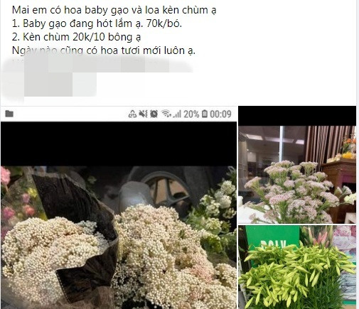 Gần đây, trên nhiều con phố ở Hà Nội và chợ mạng xuất hiện loại hoa baby gạo mới lạ thu hút đông đảo khách hàng. Ảnh chụp màn hình