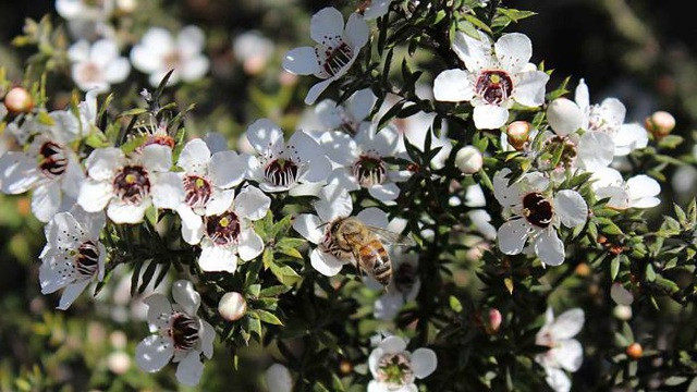 Manuka có giá đắt như vậy là bởi Việc trồng hoa Manuka rất khó, chủ yếu dựa vào tự nhiên. Hoa chỉ nhở trong 8 - 12 ngày.