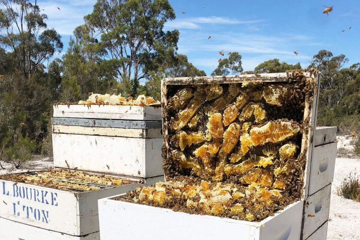 Đáng chú ý, vào năm 2018, mật ong Manuka do công ty Rare Harvest sản xuất ra đã được bán ở London với giá lên đến 2.700 đô la New Zealand/300g (tương đương 44 triệu đồng/300g). Nguồn ảnh: BI, Getty Image