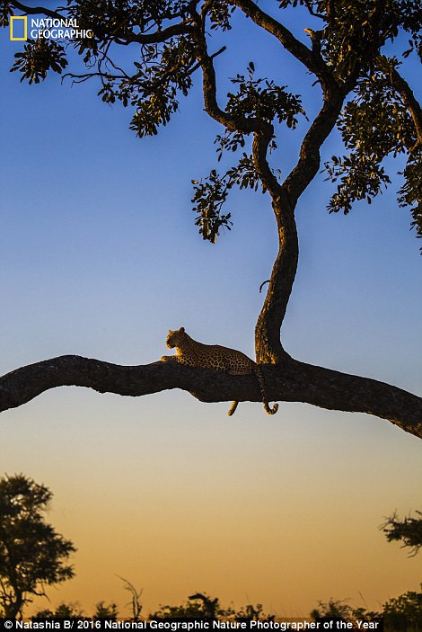 Báo gấm nằm nghỉ trên thân cây lúc hoàng hôn tại khu bảo tồn Okavango Delta ở Botswana. (Ảnh: Natashia B)