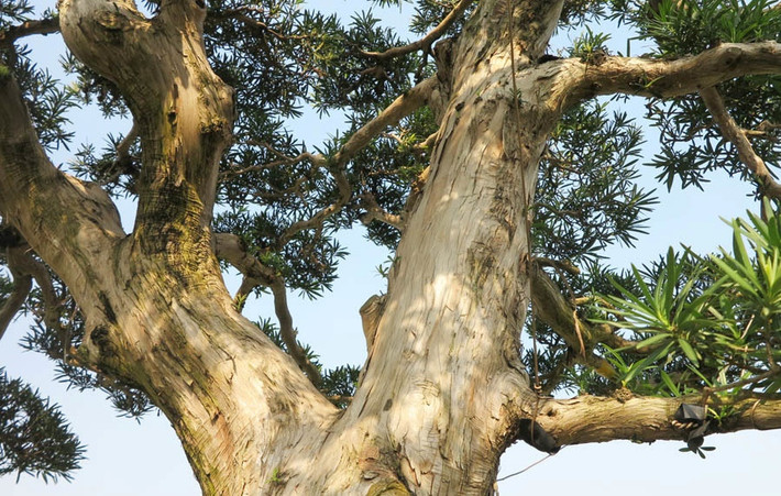 Trong vườn tùng bonsai của anh Sáu có cây tùng bonsai cổ thụ được định giá tới 6 tỷ đồng. Ảnh: Vietnamnet