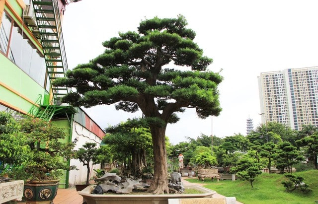 Ông Nguyễn Trọng Thành (Yên Sở, Hoàng Mai) nổi tiếng là một trong những tay chơi cây cảnh có tiếng ở Hà Nội. Trong khu vườn hơn 2.000m2 của ông Thành, nổi bật với cây tùng la hán có tuổi đời hàng trăm năm. Ảnh: Dân trí