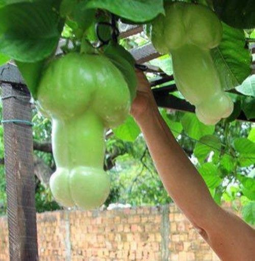 Được trồng tại Brazil, trái cây lạc tiên có hình giống hệt "của quý". Ảnh: Printest