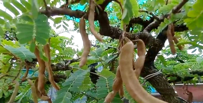 Theo nghệ nhân Nam, để cây me bonsai có giá trị cao thì cây phải có trái. Muốn làm me bonsai có trái phải trồng từ 4 năm. Ảnh: Dân Việt