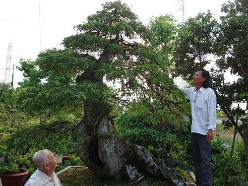 Phần lớn các tác phẩm trong vườn đều phục người chơi có thu nhập trung và cao cấp. Ảnh: NLĐ