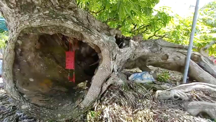 Để các tác phẩm me bonsai có giá cao thì phải chọn mua phôi quái và độc lạ. Ảnh: Dân Việt