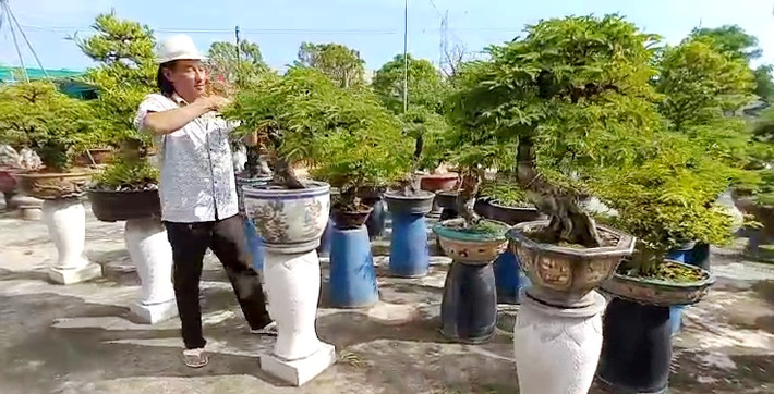 Vườn bonsai của ông Nam có khoảng hơn 200 gốc kiểng. Trong đó, sản phẩm me bonsai chiếm áp đảo. Ảnh: Dân Việt