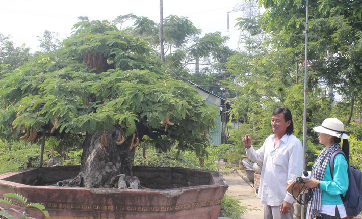 Bên cạnh me bonsai, ông Nam còn làm mai chiếu thủy bonsai và kim quýt bonsai. Ảnh: Baolongan