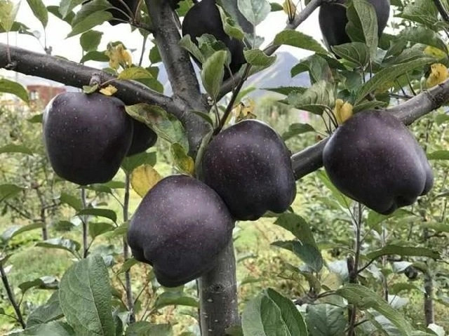 Táo kim cương đen là thành quả của kỹ thuật ghép mầm độc quyền. Giống táo này được trồng ở vùng Lâm Chi, Tây Tạng của Trung Quốc và thường được phân phối đến các thành phố lớn như Cao Hùng, Thượng Hải...Ảnh: Getty