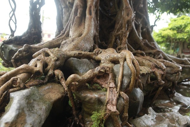 Bộ rễ cây lan toả xung quanh, bám vào đất, đá vững chãi như những củ sâm nhiều năm tuổi. Ảnh: Dân trí