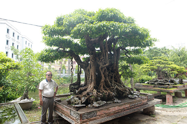Ông Phạm Lân (Thanh Trì, Hà Nội) được giới chơi cây cảnh miền Bắc biết đến với tác phẩm sanh cổ có tuổi đời khoảng 500 năm. Ảnh: Dân Việt