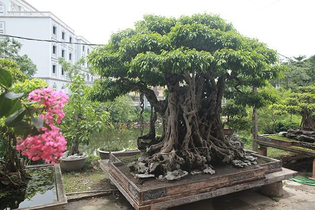 Tác phẩm sanh cổ này hội tụ đủ 4 yếu tố cổ - kỳ - mỹ - văn nên được coi là cây sanh hiếm có khó tìm. Ảnh: Dân Việt