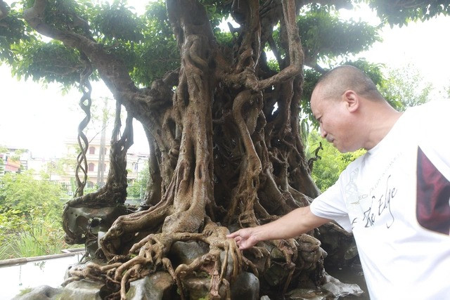 Do cây nguyên bản, từ rễ đến thân cây là một màu đồng. Bởi, nếu không phải cây nguyên bản thì thân cây có chỗ đỏ, chỗ xanh (cây ghép). Ảnh: Dân trí