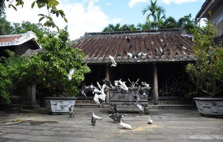 Nhà cổ Tích Thiện Đường nằm bình yên giữa vườn cây xanh mát, chim bồ câu và tình người. Ảnh: Nhandan
