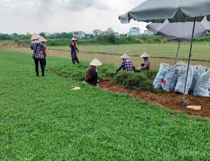 Trước đây, bãi đê dọc sông Hồng chỉ là nơi chăn trâu, cắt cỏ nhưng nay đã được người dân ở huyện Nam Trực (Nam Định) tận dụng để trồng các loại cỏ mang về nguồn lợi nhuận đáng kể. Ảnh: VTCNews