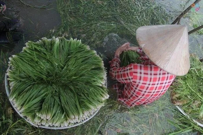 Vốn là loài cỏ dại xuất hiện trên mâm cơm của người Việt xưa, ngày nay hẹ trở thành đặc sản mang lại nguồn thu nhập ổn định cho nhiều bà con sống trong mùa nước lũ. Ảnh: Phụ nữ Việt Nam