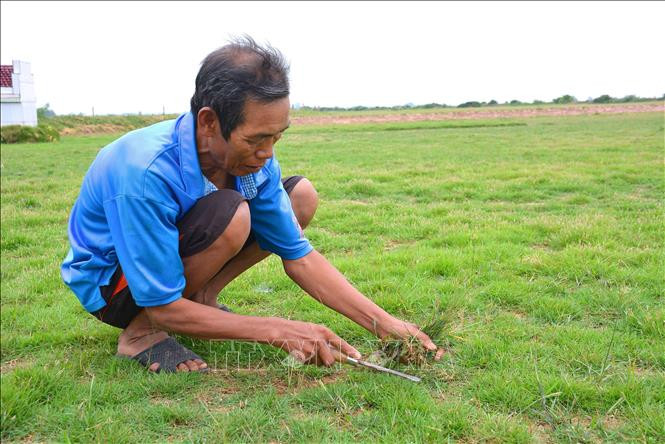 Các giống cỏ trồng tại đây là cỏ gừng Việt, cỏ gừng Thái và cỏ Nhật. Ảnh: TTXVN