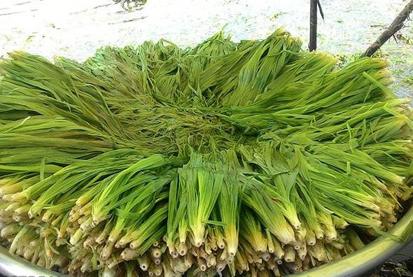 Cây hẹ có hai loại phổ biến là hẹ nước và hẹ cạn, trong đó hẹ nước được ưa dùng hơn bởi thuộc tính tốt cho sức khoẻ và giá trị kinh tế cao. Ảnh: Dân Việt