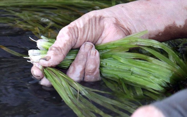 Hẹ nước mọc nhiều ở các tỉnh Sóc Trăng, Đồng Tháp, Bạc Liêu. Hiện, hẹ nước tươi có giá dao động từ 120.000 - 150.000 đồng/kg. Ảnh: Dân Việt